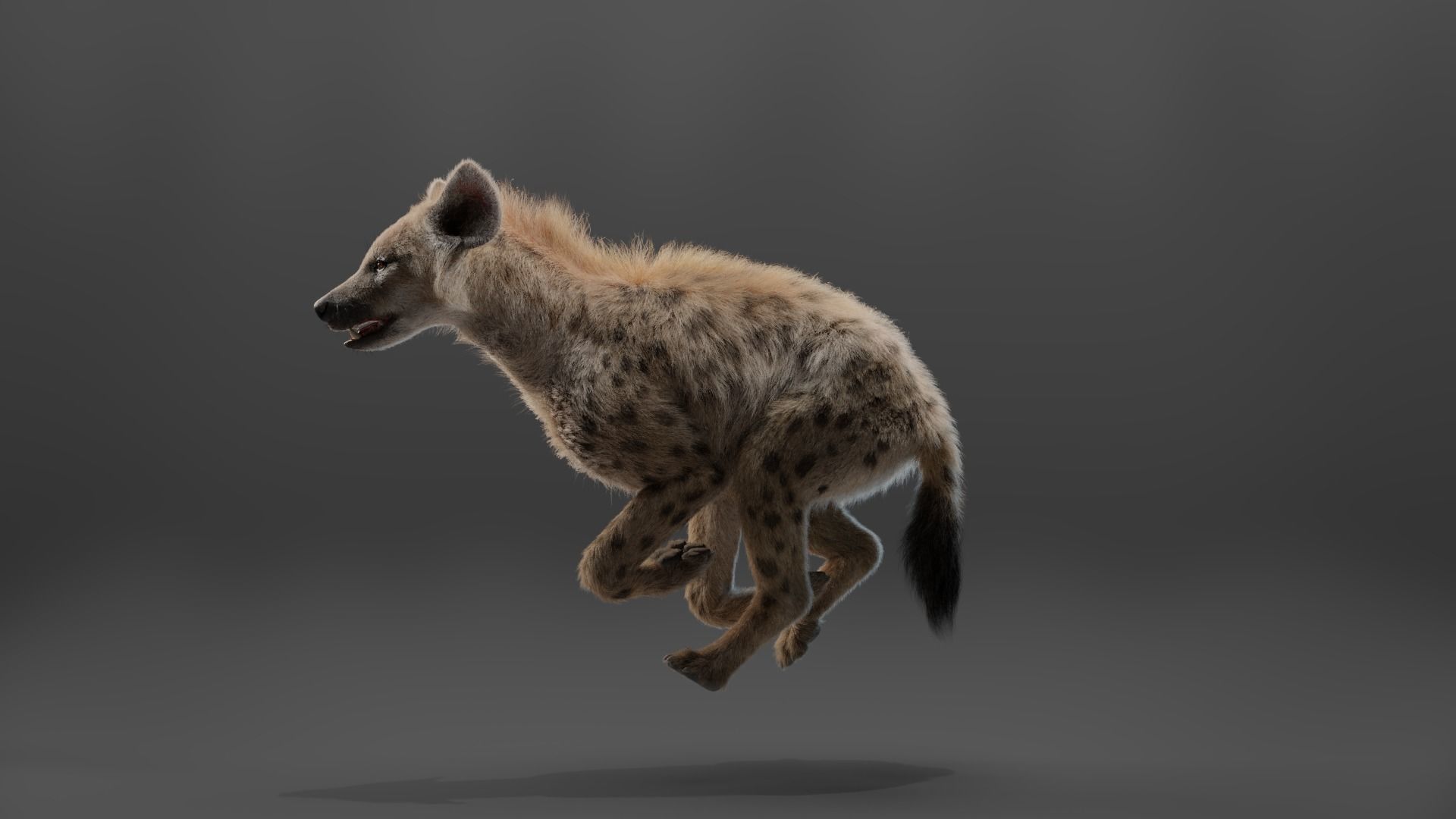 Spotted Hyena Animated 3D model_8