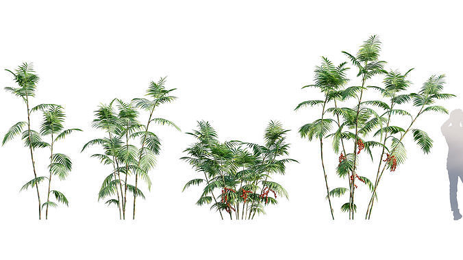 Chamaedorea microspadix - Mexican Bamboo Palm - 01 3D model