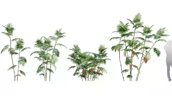 Chamaedorea microspadix - Mexican Bamboo Palm - 01 3D model