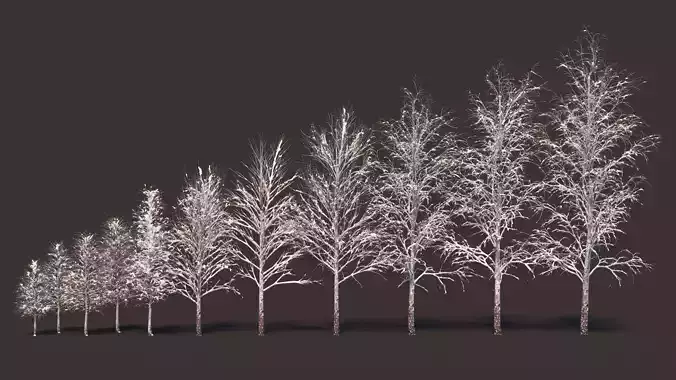 Winter birches with snow 3D model