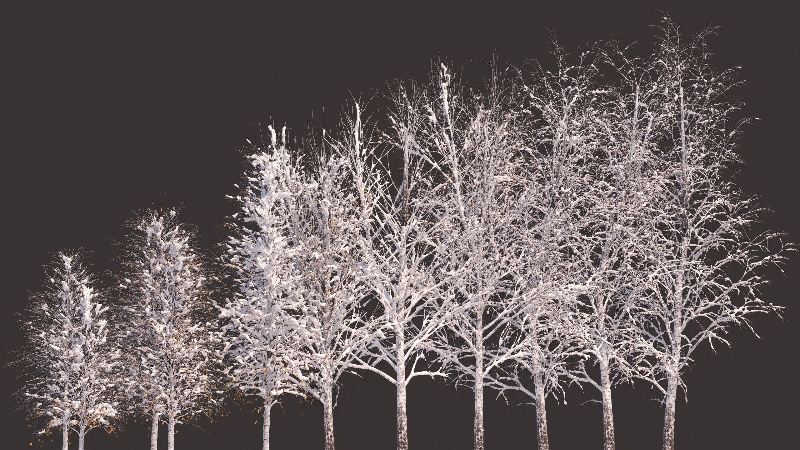 Winter birches with snow 3D model_11
