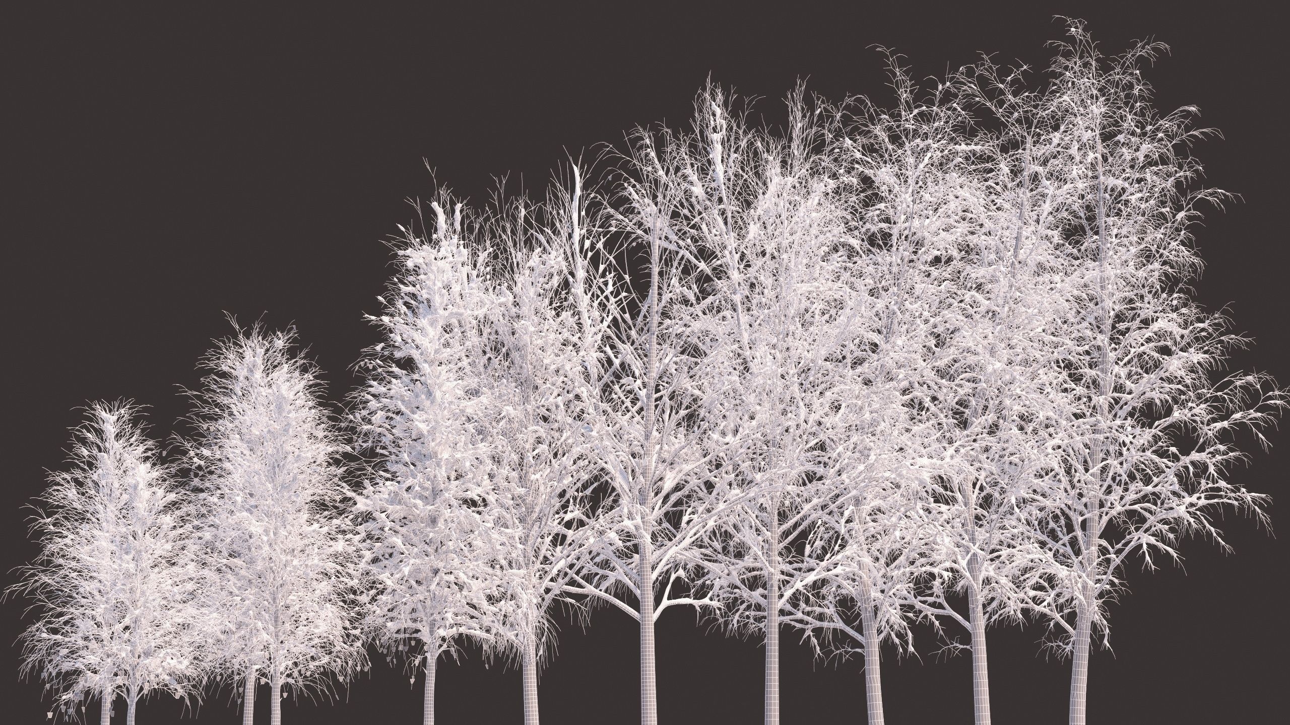 Winter birches with snow 3D model_13