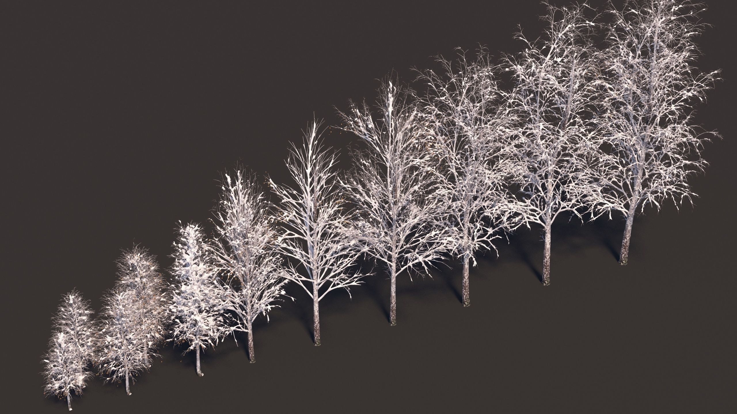 Winter birches with snow 3D model_12