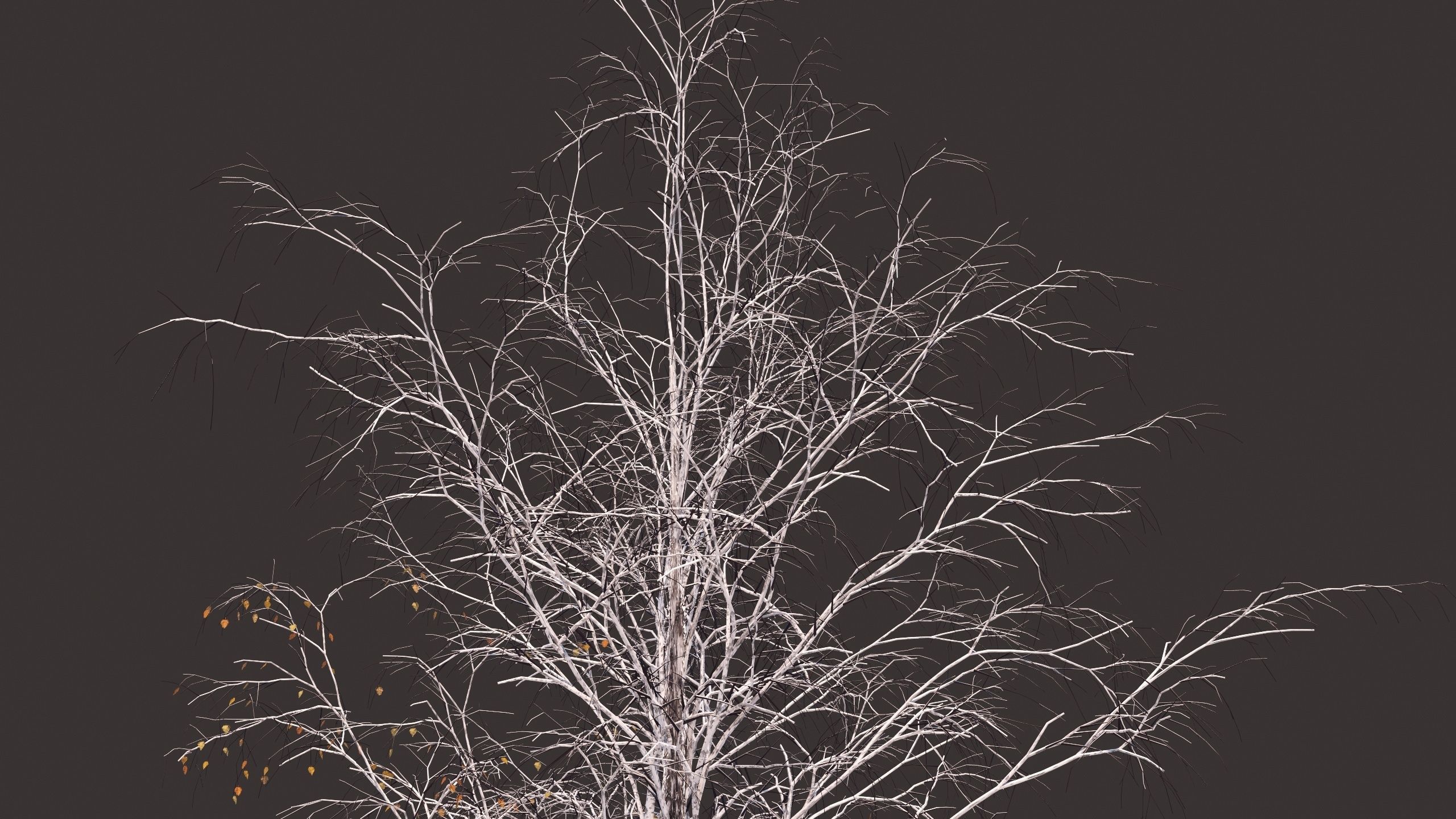 Winter birches with snow 3D model_7