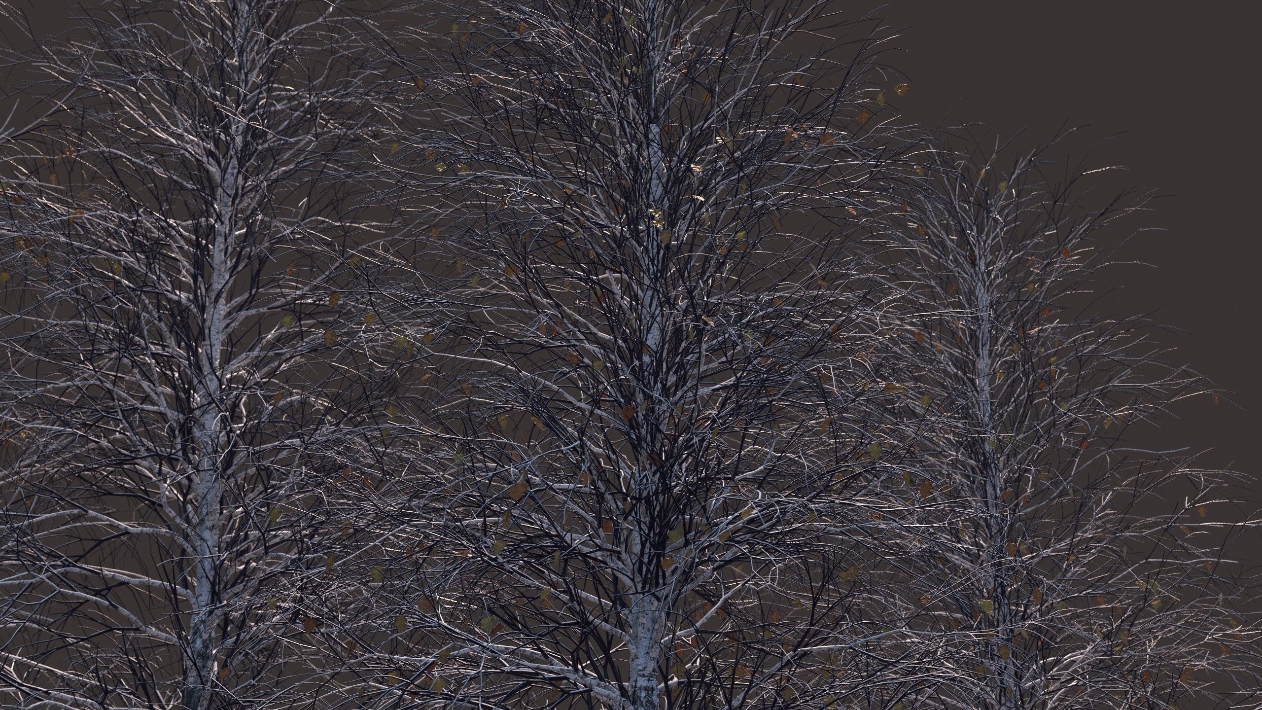 Winter birches with snow 3D model_9