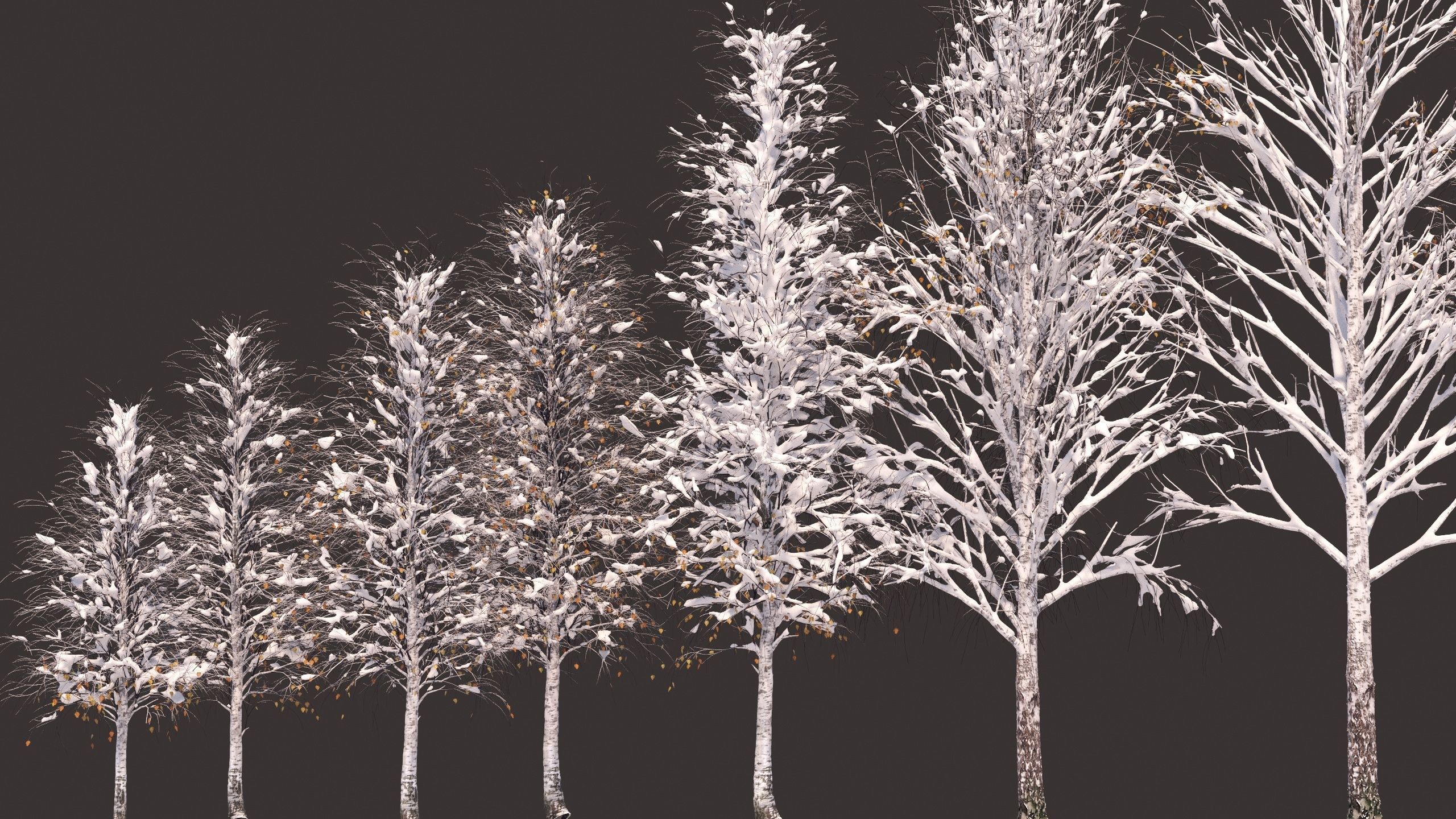 Winter birches with snow 3D model_10