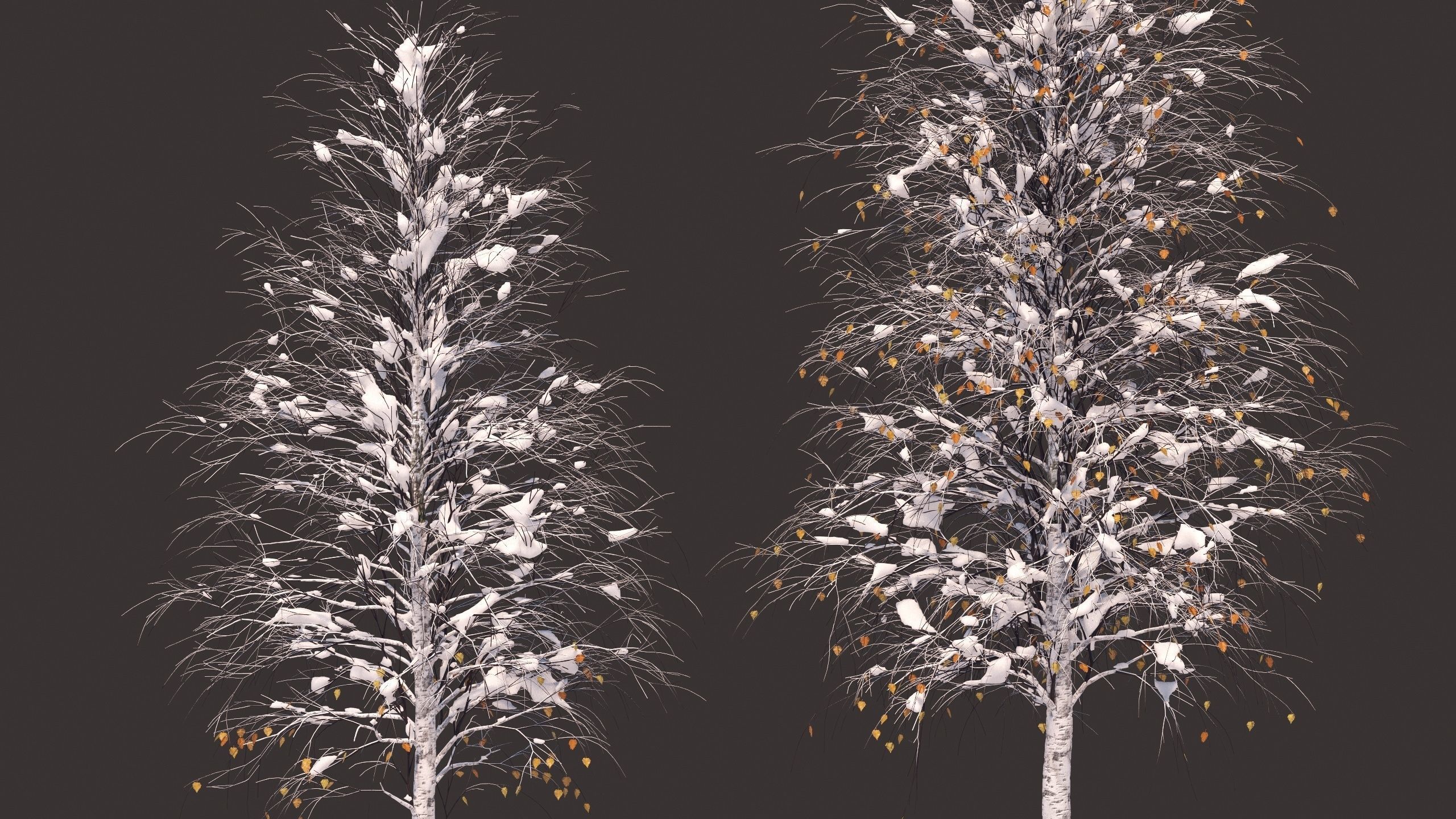 Winter birches with snow 3D model_1