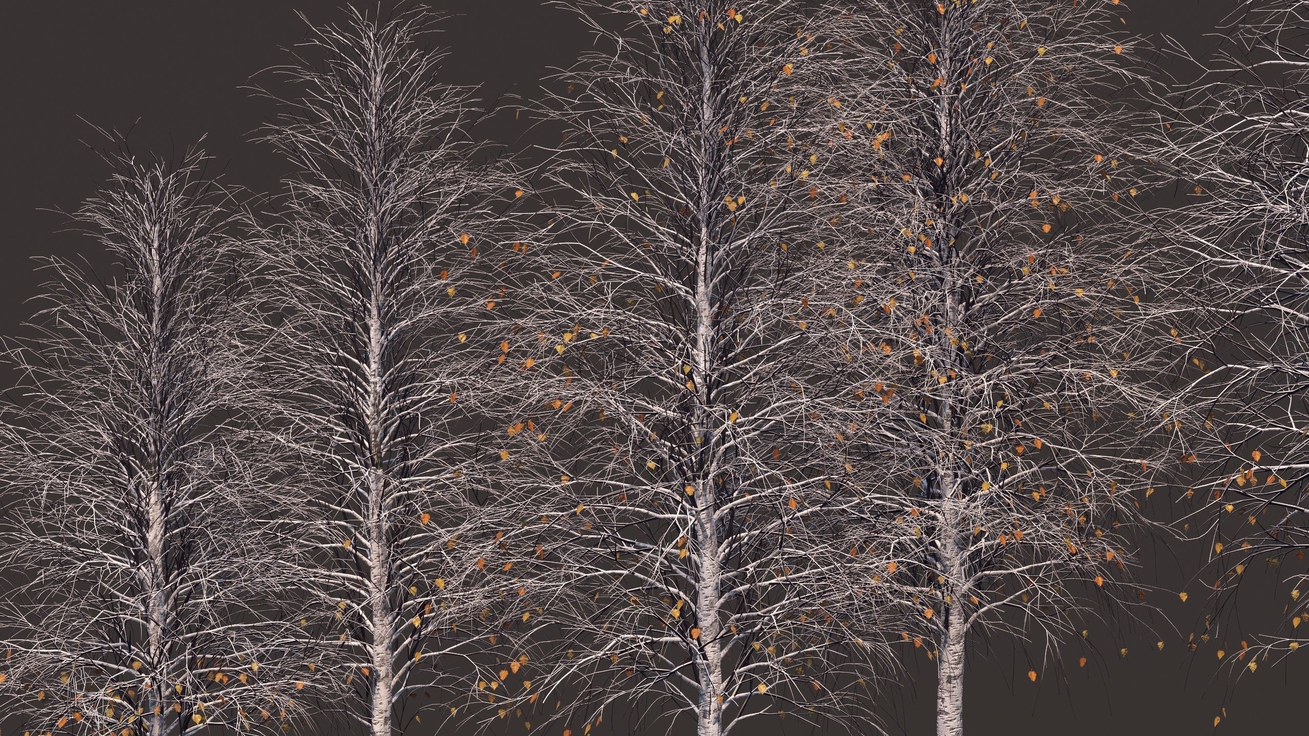 Winter birches with snow 3D model_3