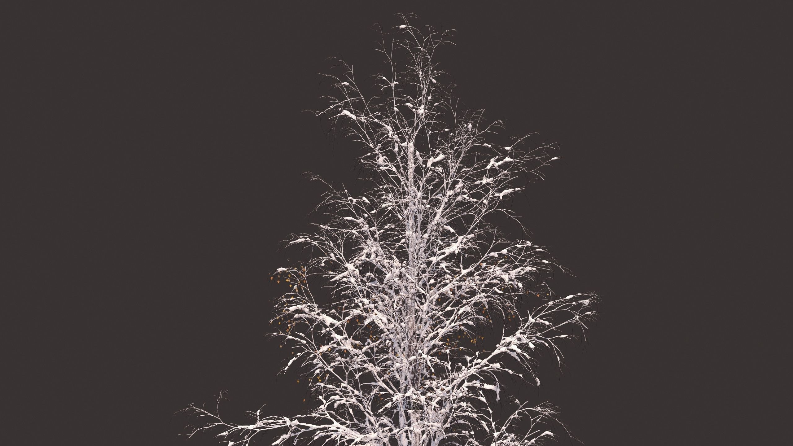 Winter birches with snow 3D model_6