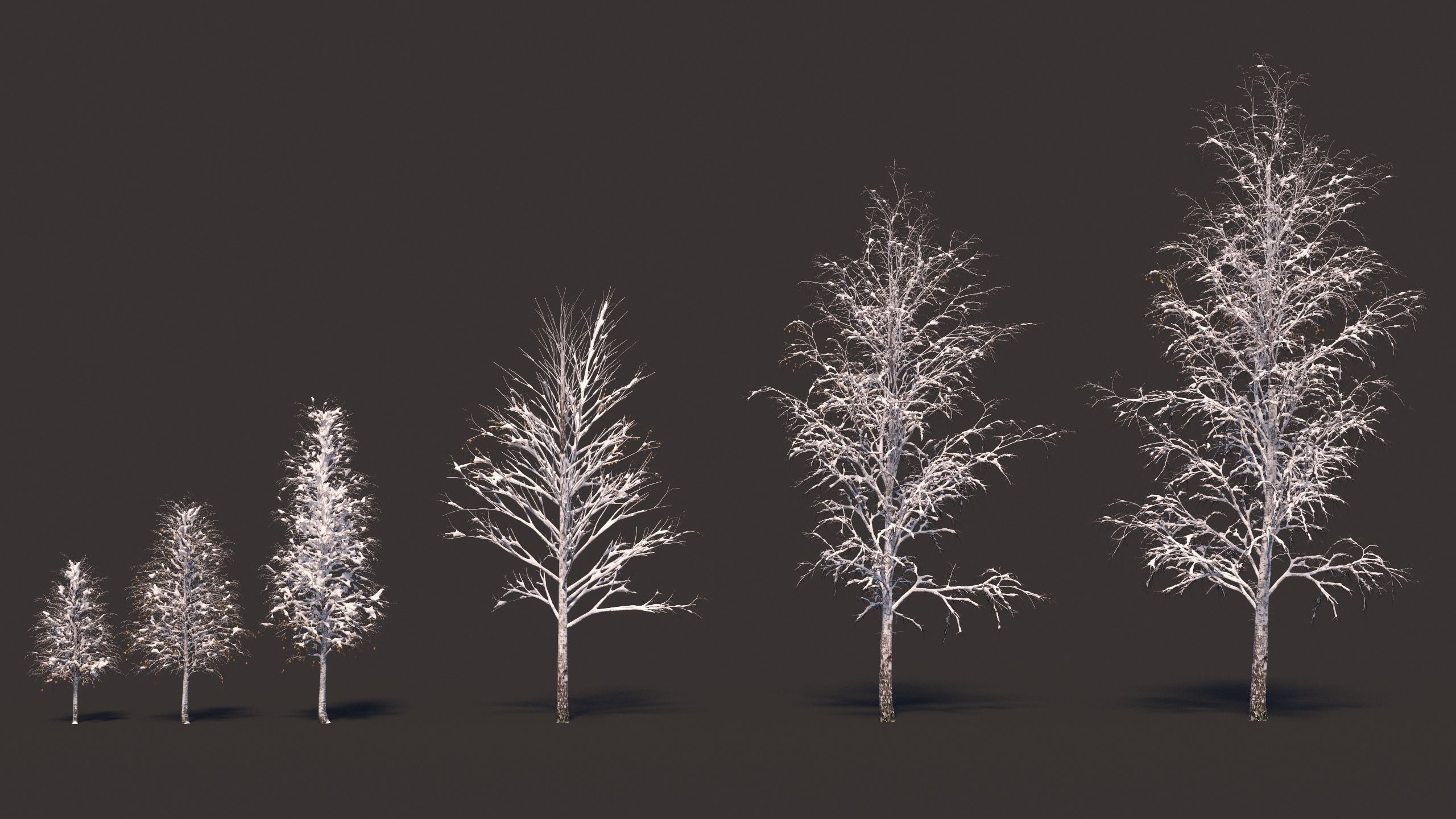 Winter birches with snow 3D model_4