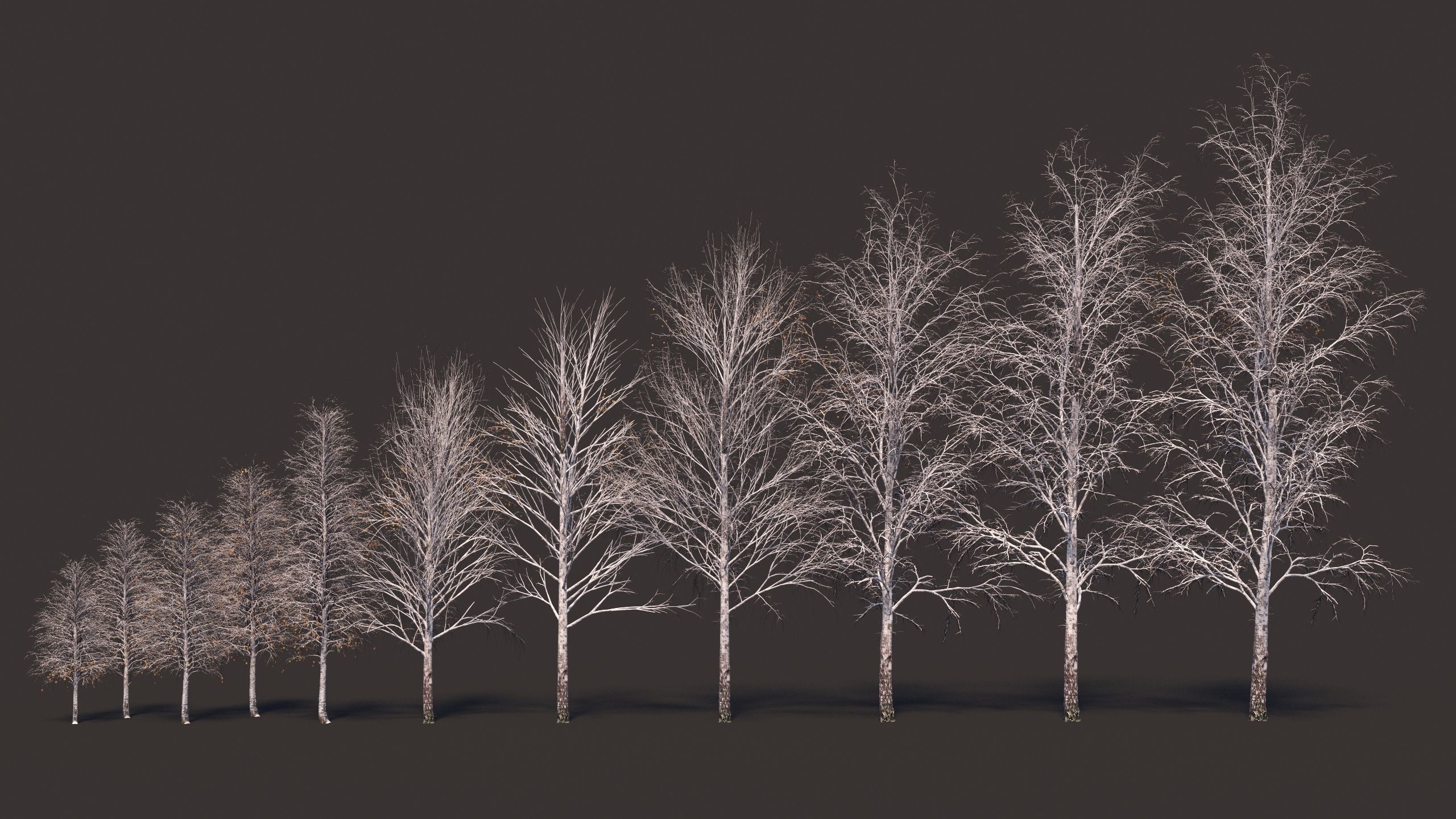 Winter birches with snow 3D model_2
