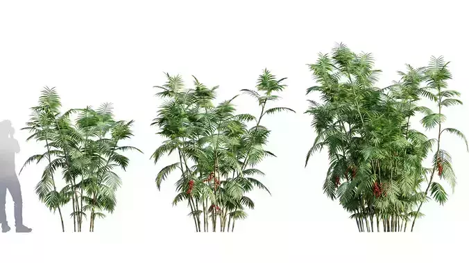 Chamaedorea microspadix - Mexican Bamboo Palm - 02