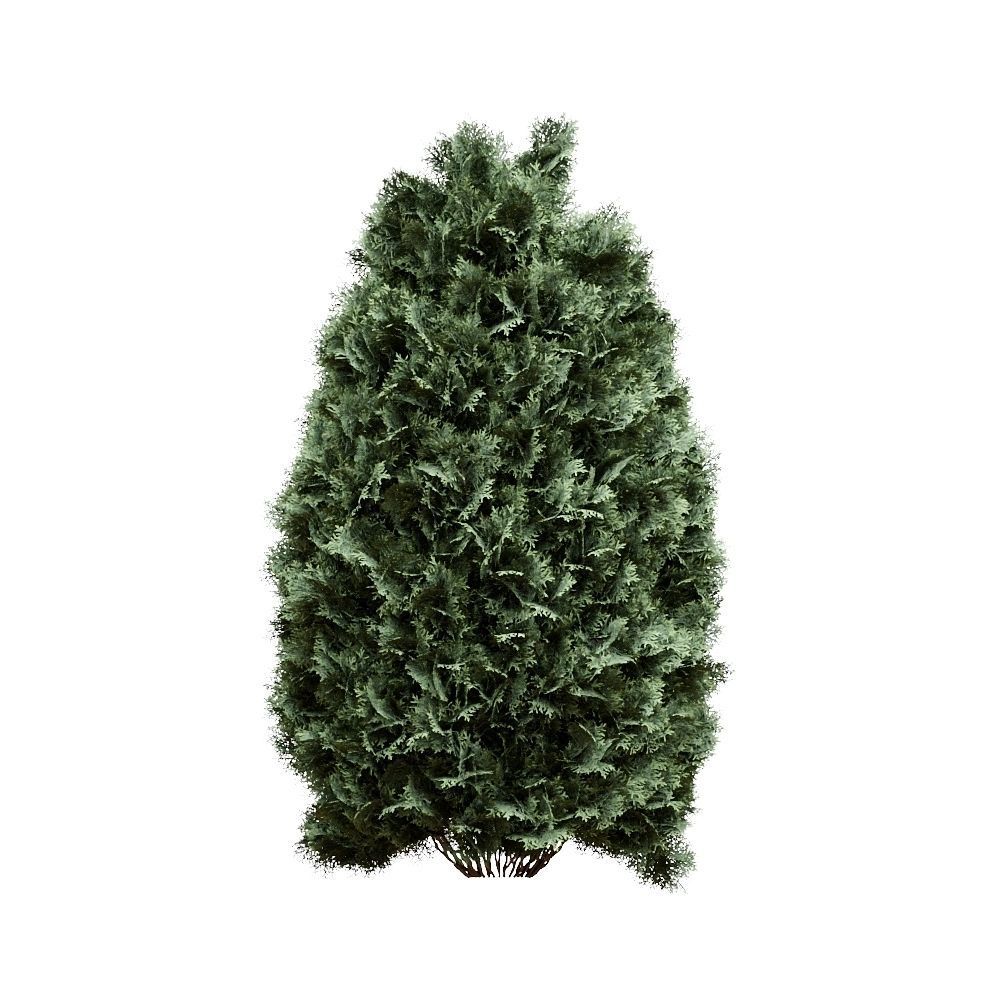 Thuja pack of 20 bushes 3d models VRay 3D model_3