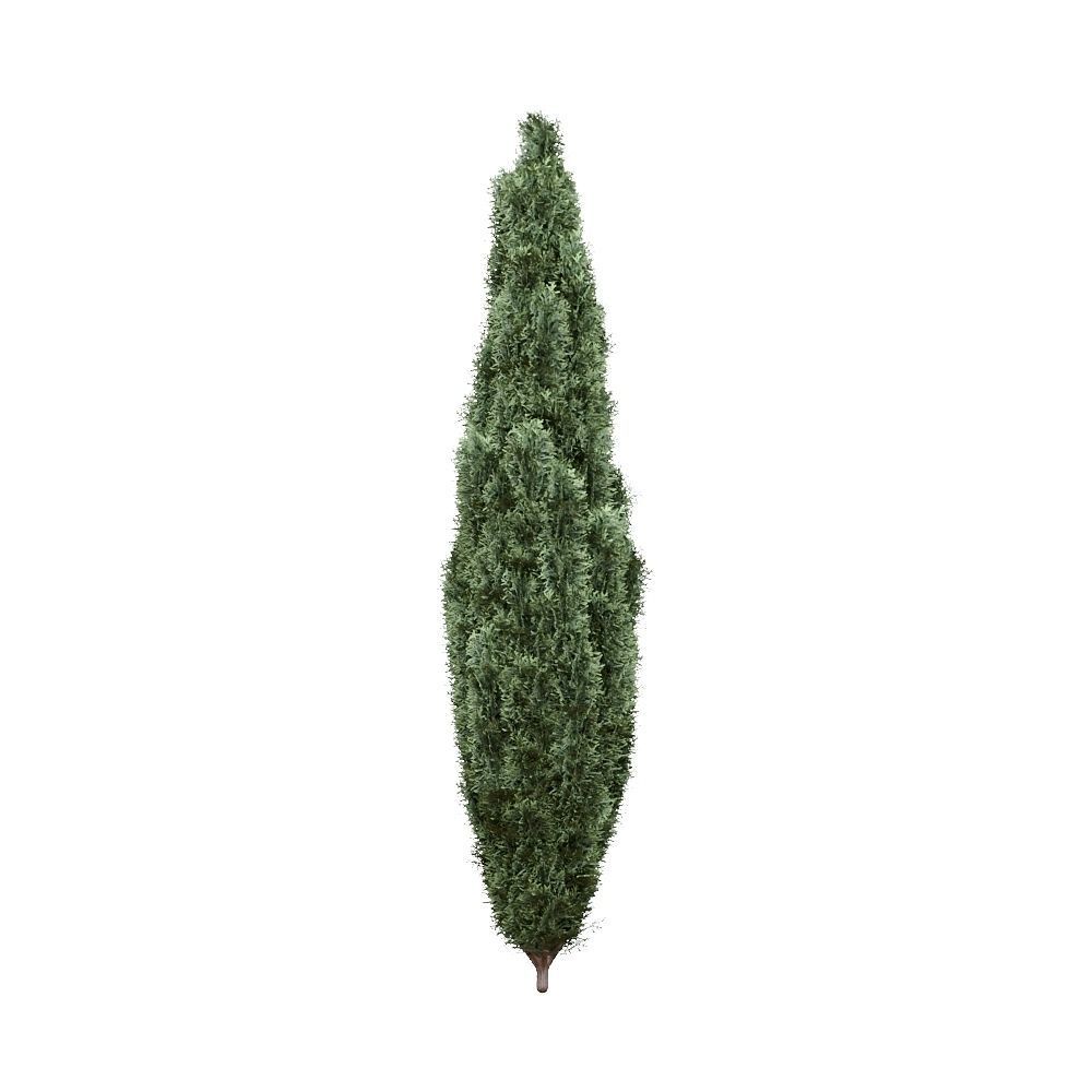 Thuja pack of 20 bushes 3d models VRay 3D model_19