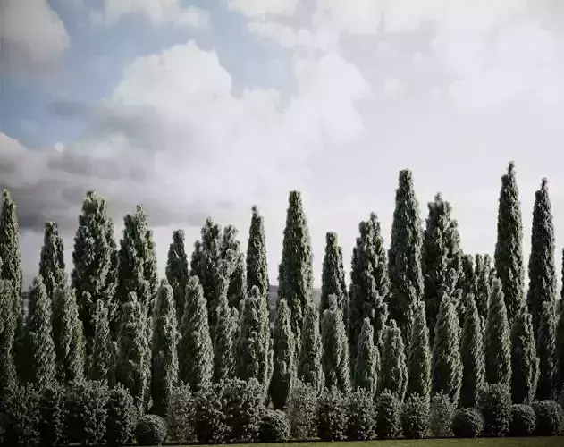 Thuja pack of 20 bushes 3d models VRay 3D model Thuja pack of 20 bushes 3d models VRay 3D model