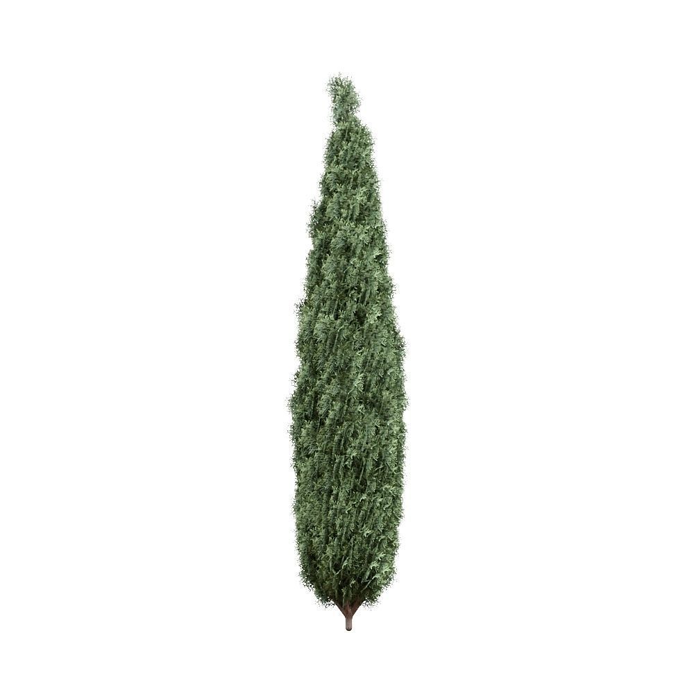 Thuja pack of 20 bushes 3d models VRay 3D model_18