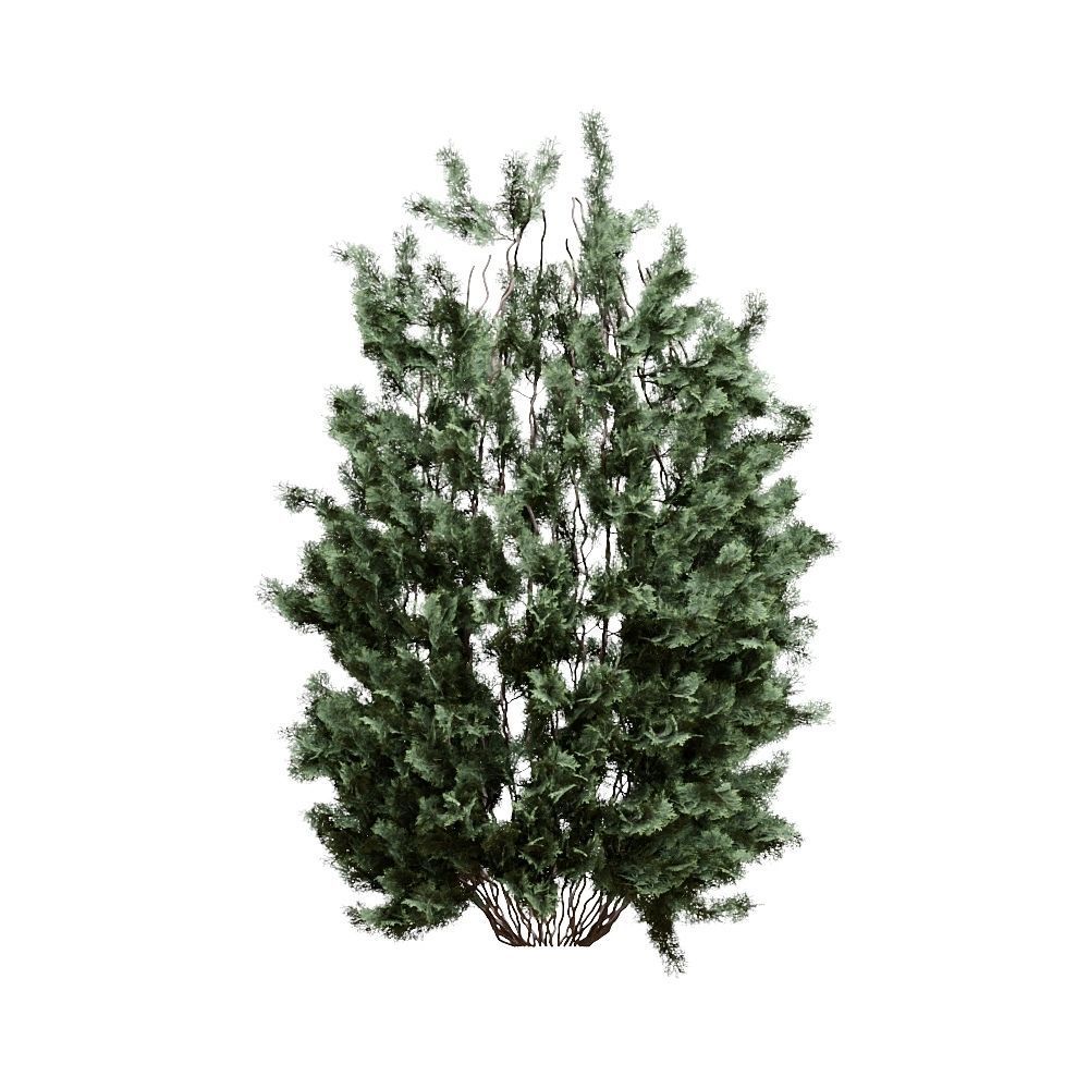 Thuja pack of 20 bushes 3d models VRay 3D model_12
