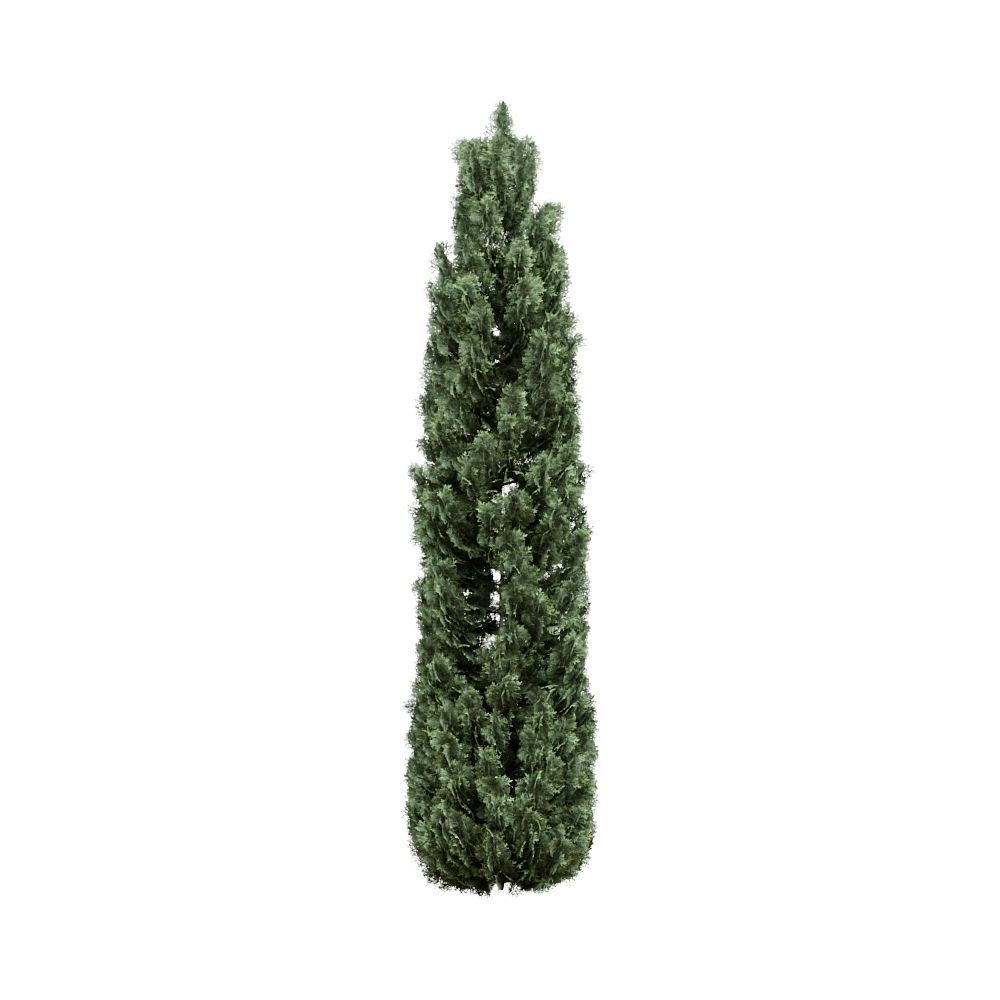 Thuja pack of 20 bushes 3d models VRay 3D model_7