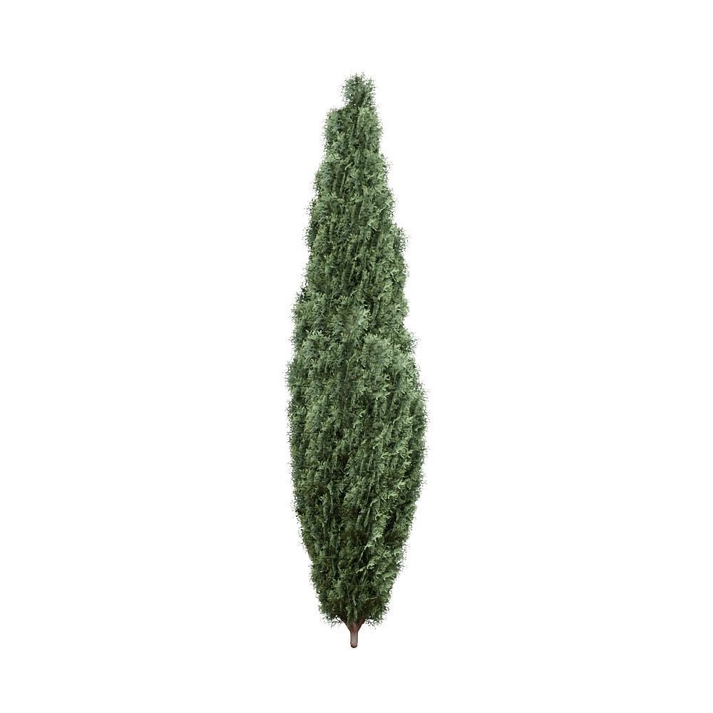 Thuja pack of 20 bushes 3d models VRay 3D model_21