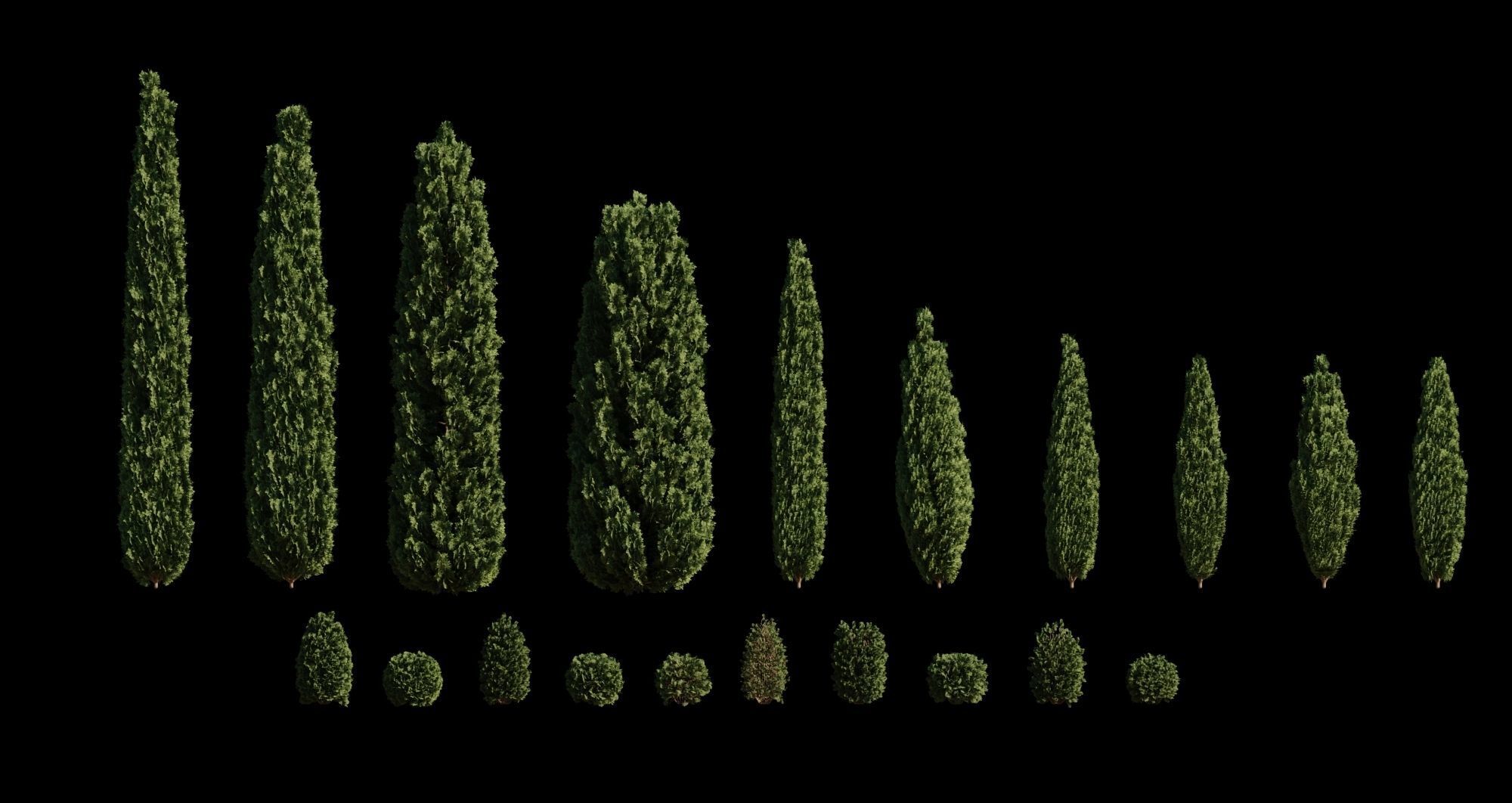 Thuja pack of 20 bushes 3d models VRay 3D model_1