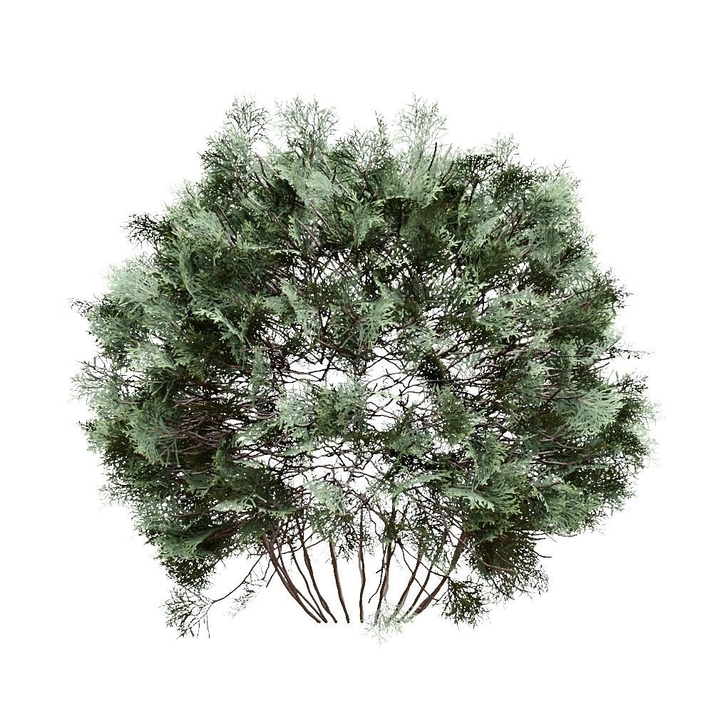 Thuja pack of 20 bushes 3d models VRay 3D model_8