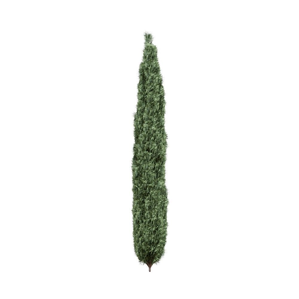 Thuja pack of 20 bushes 3d models VRay 3D model_16
