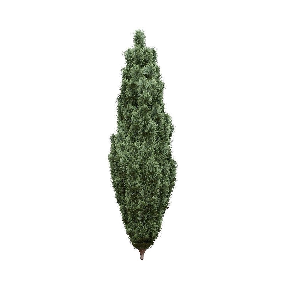 Thuja pack of 20 bushes 3d models VRay 3D model_20
