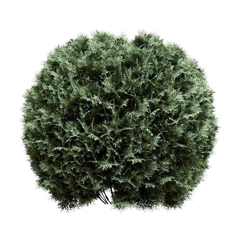 Thuja pack of 20 bushes 3d models VRay 3D model_4