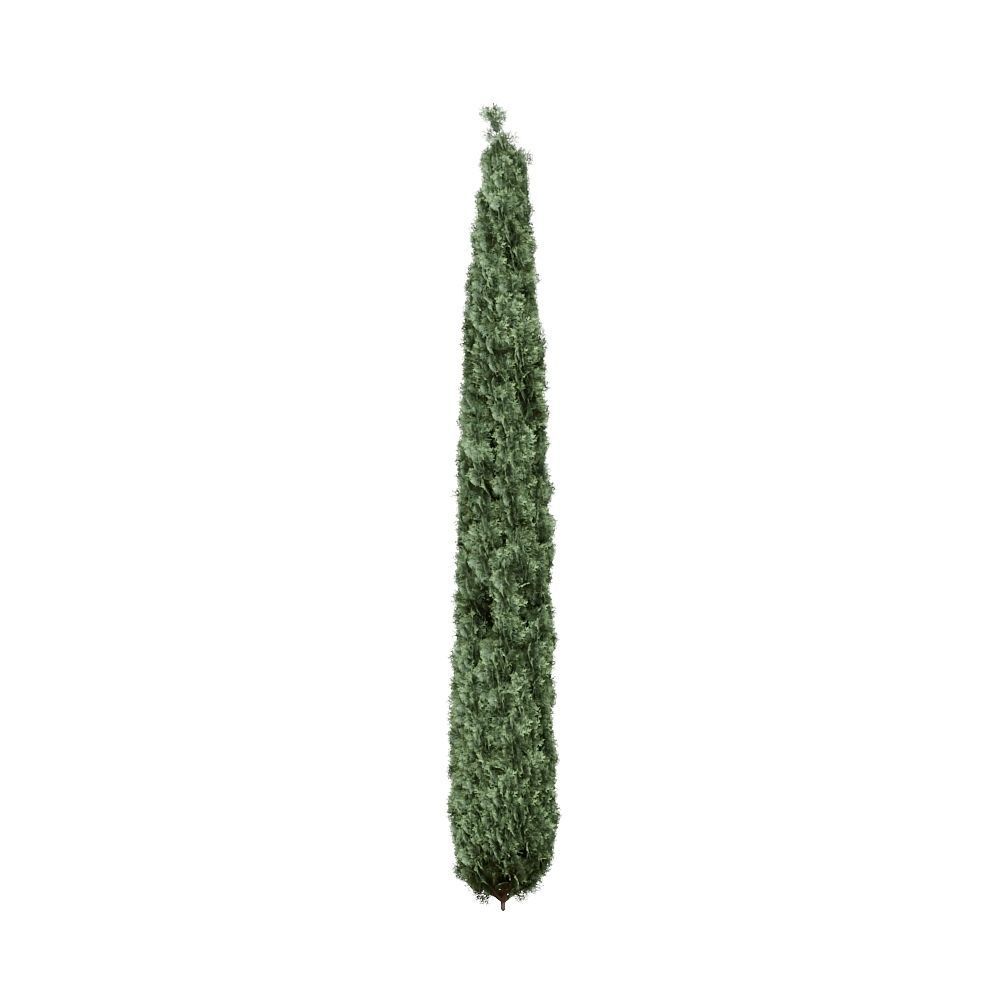 Thuja pack of 20 bushes 3d models VRay 3D model_2