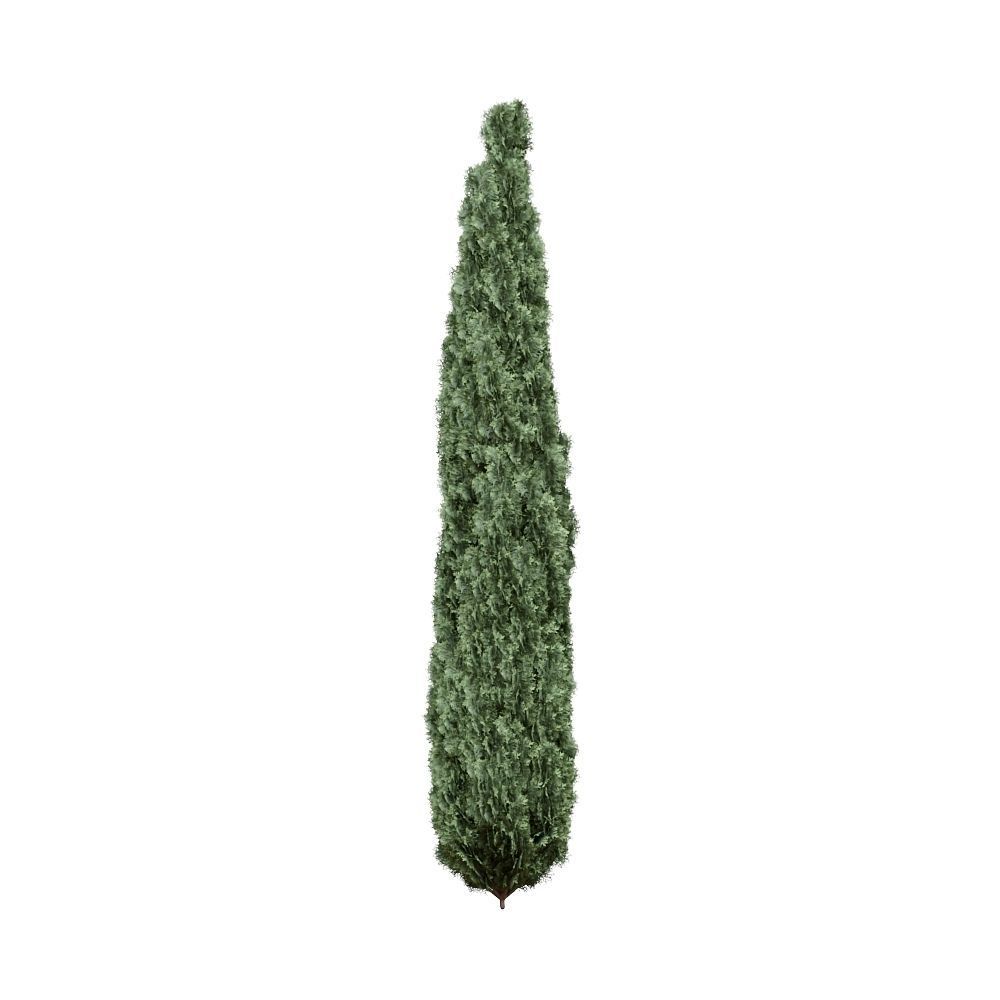 Thuja pack of 20 bushes 3d models VRay 3D model_13