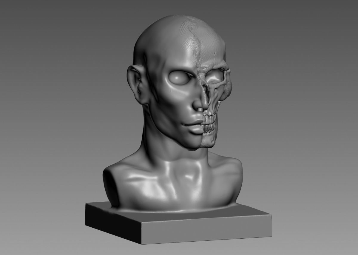 Half face half skull 3d print model 3D print model_6