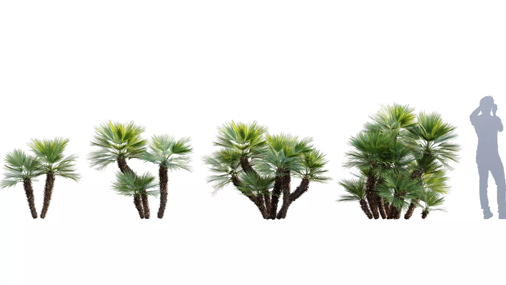 Chamaerops humilis - Moroccan Blue Palm - 01 3D model