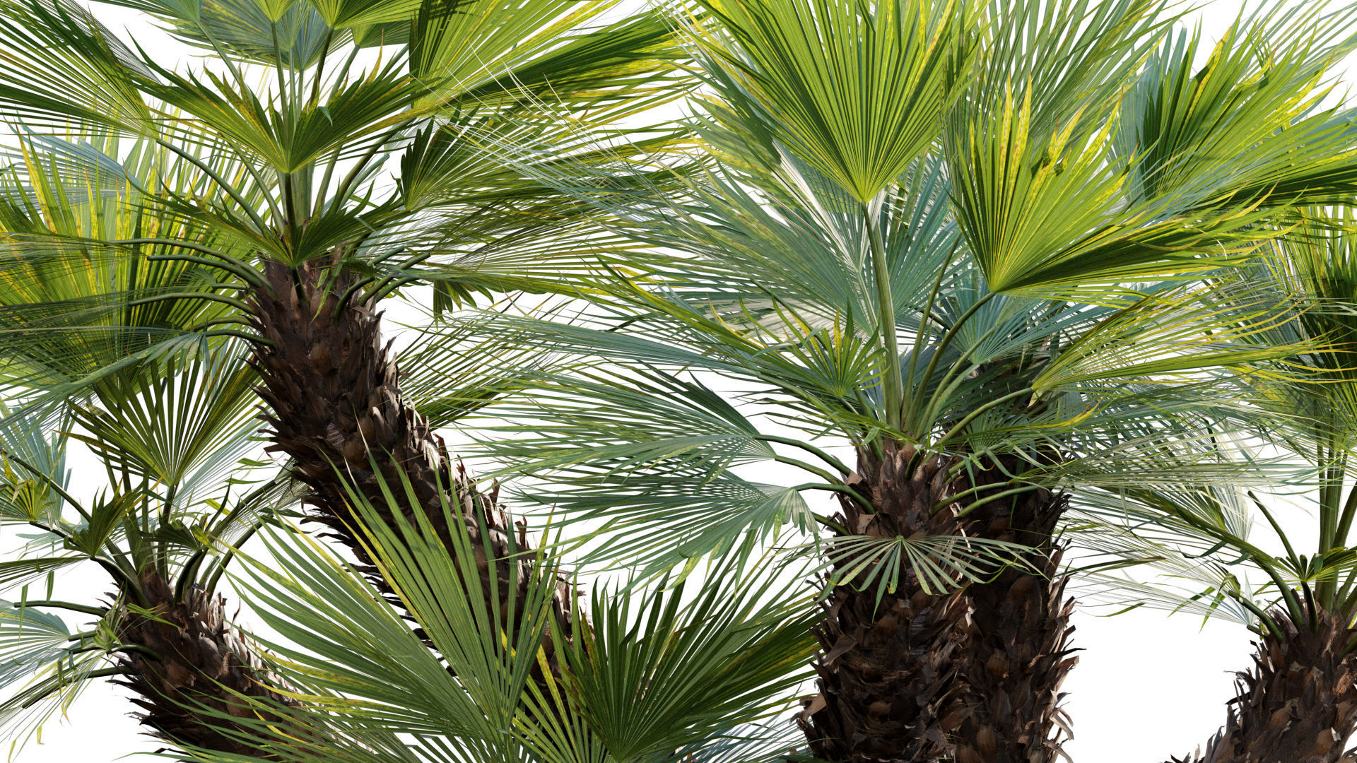 Chamaerops humilis - Moroccan Blue Palm - 02 3D model_2