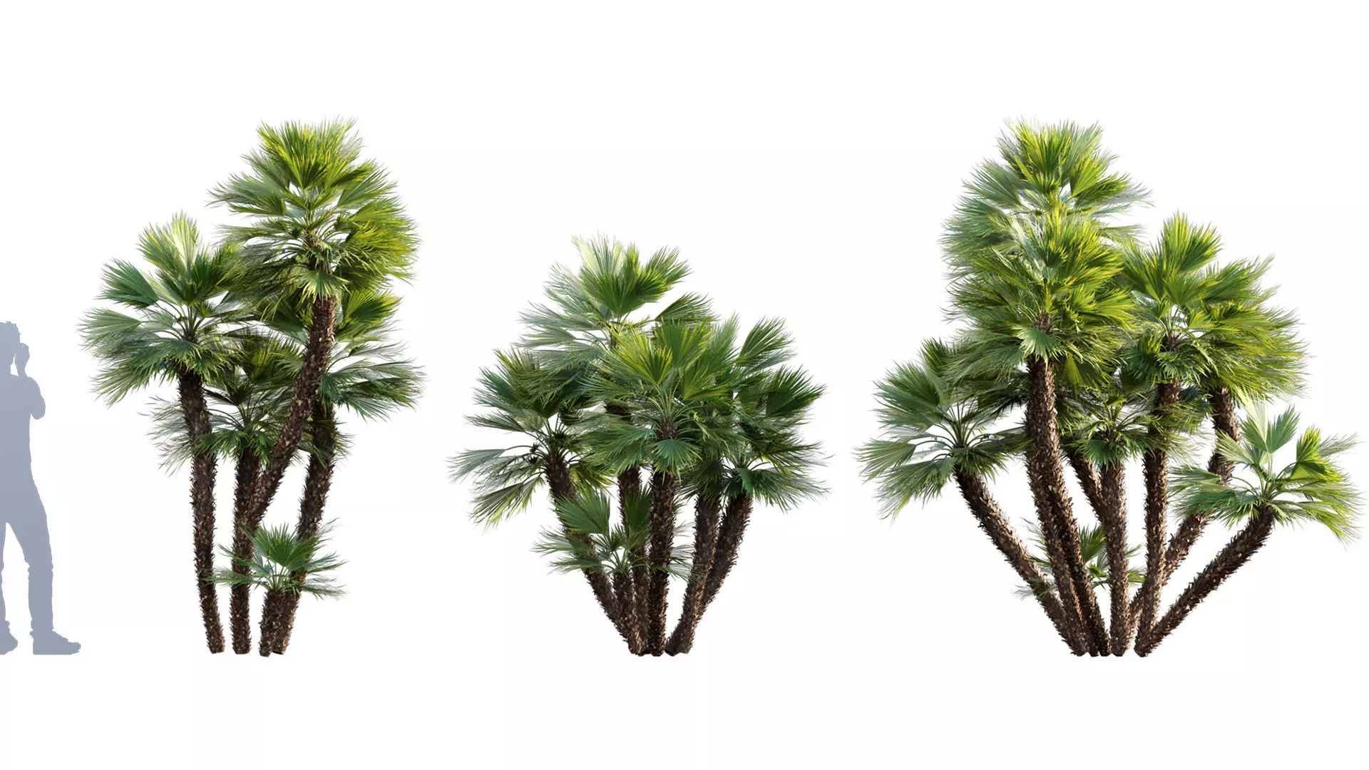 Chamaerops humilis - Moroccan Blue Palm - 02 3D model_0