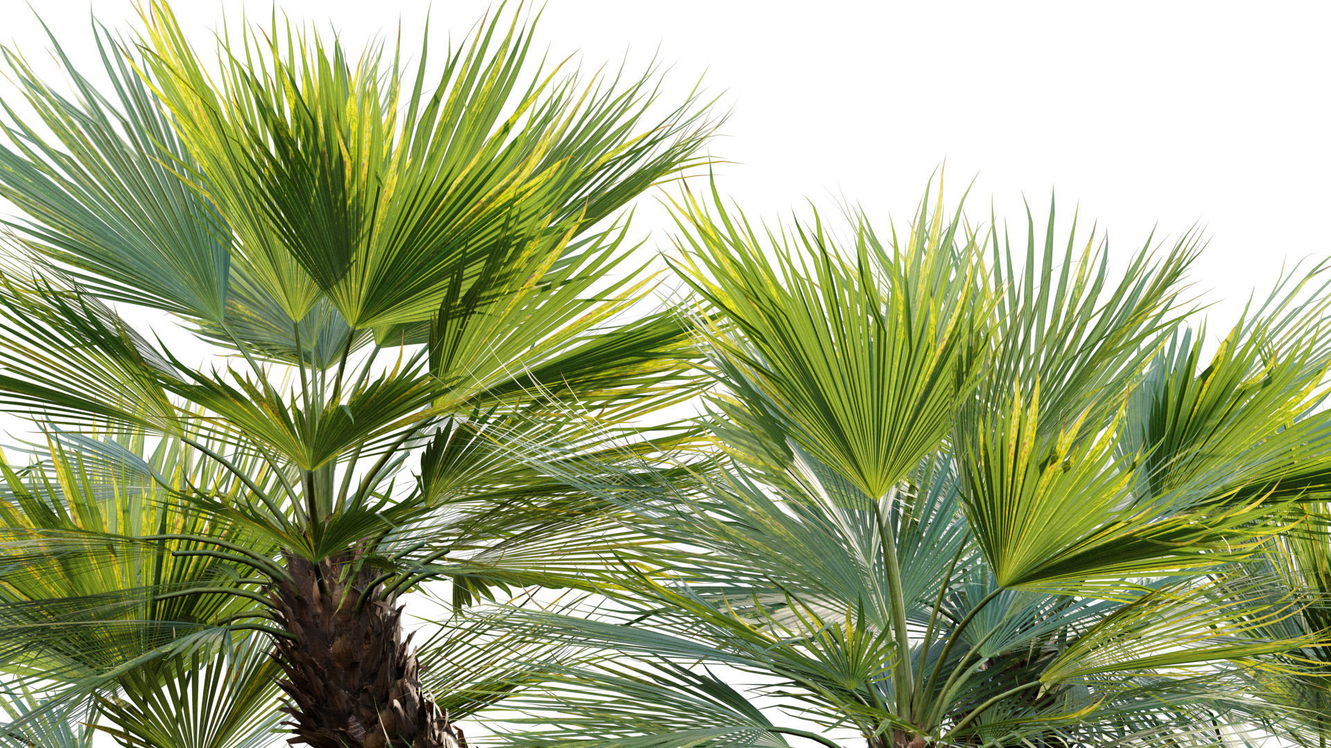 Chamaerops humilis - Moroccan Blue Palm - 02 3D model_1