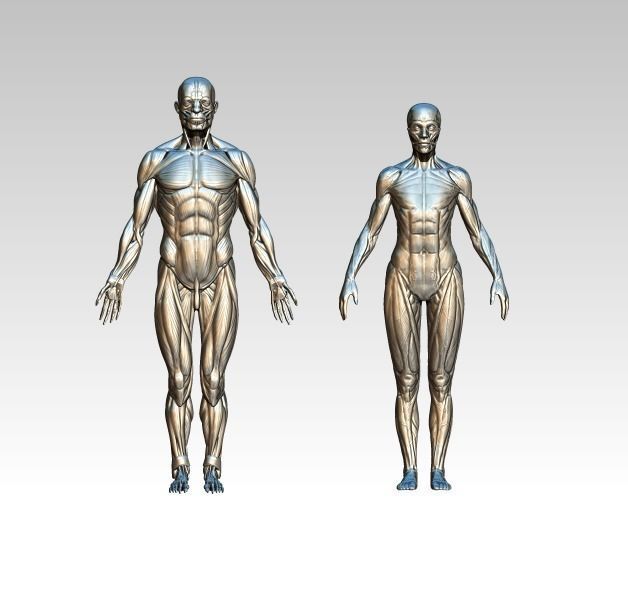 Anatomy male female set of two 3D print model