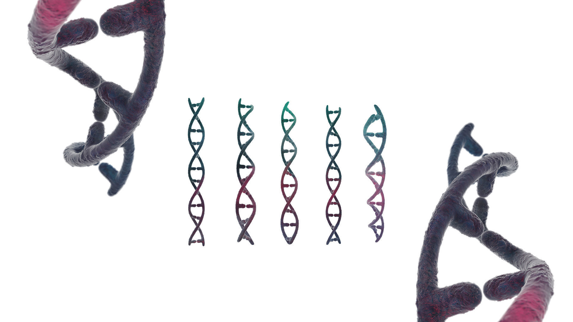 DNA helix 3D model_8