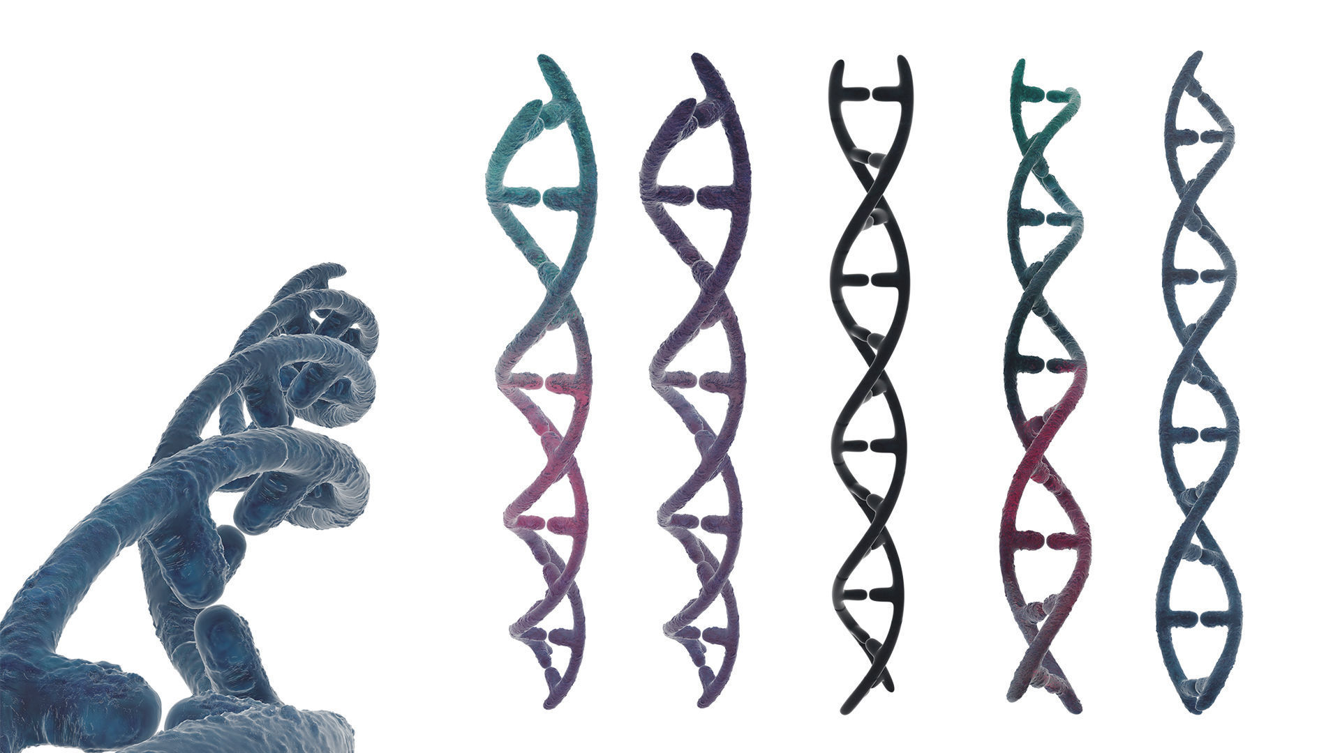 DNA helix 3D model_3