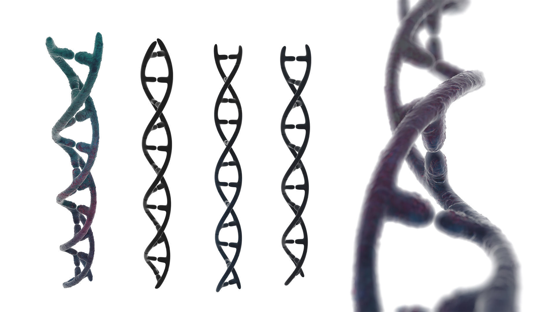 DNA helix 3D model_2