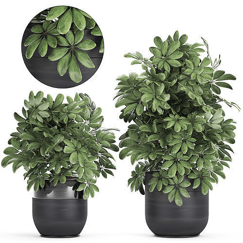 Decorative Schefflera in flowerpots 766 3D model