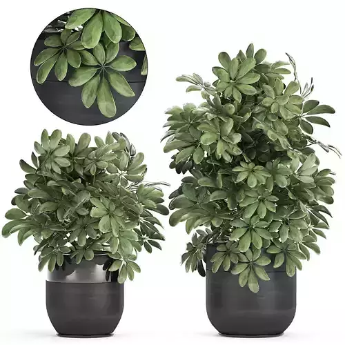 Decorative Schefflera in flowerpots 766 3D model