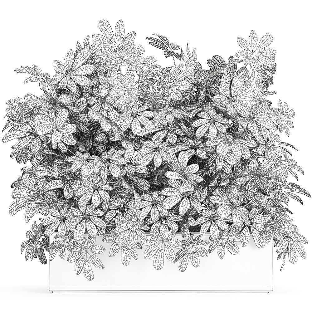 Decorative Schefflera in flowerpots 767 3D model_7