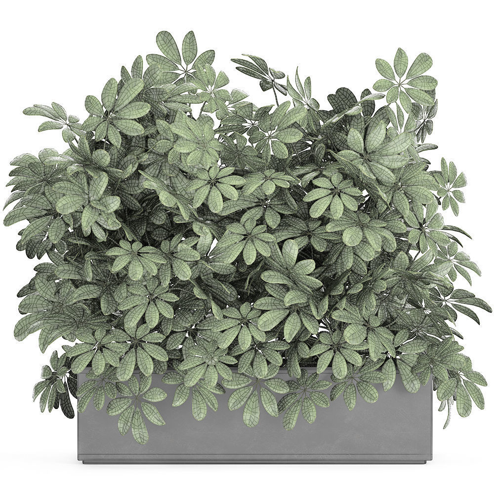 Decorative Schefflera in flowerpots 767 3D model_6