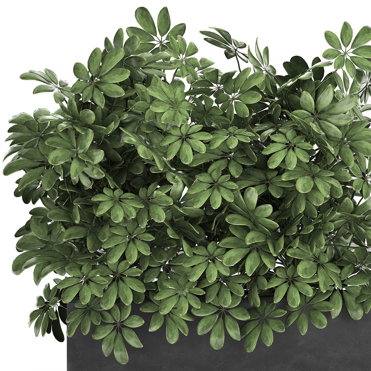 Decorative Schefflera in flowerpots 767 3D model_1