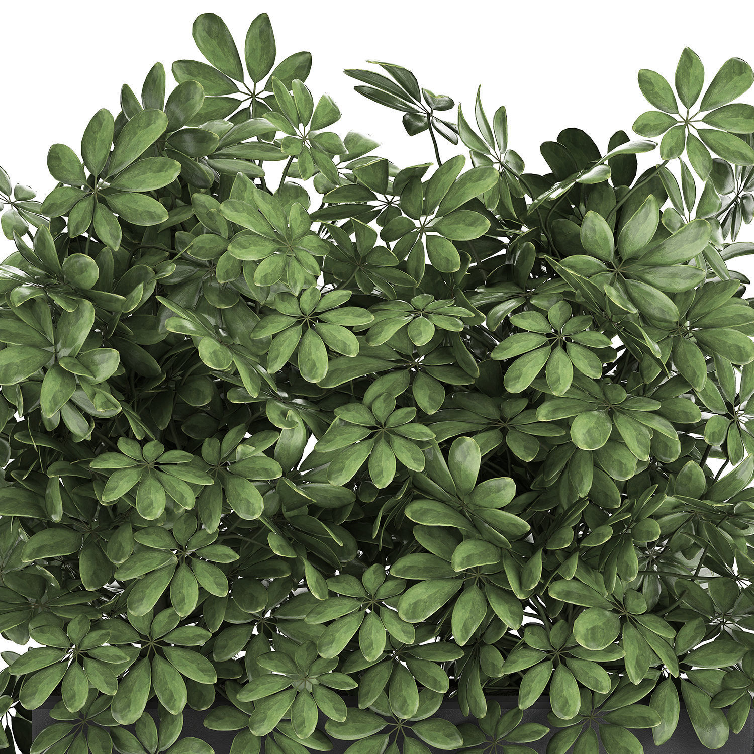 Decorative Schefflera in flowerpots 767 3D model_3