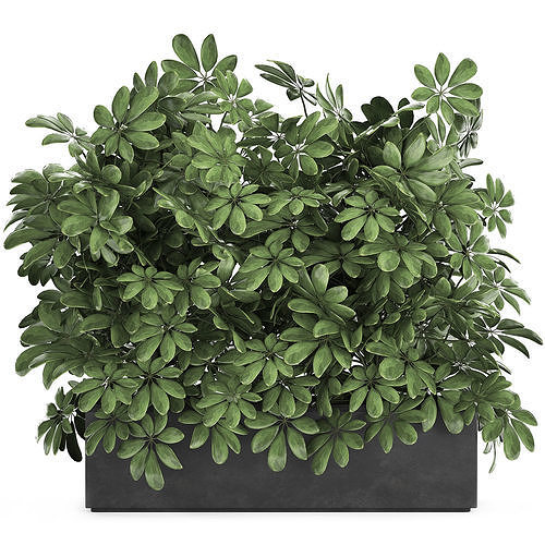 Decorative Schefflera in flowerpots 767 3D model