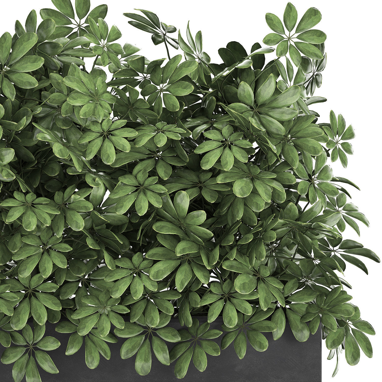 Decorative Schefflera in flowerpots 767 3D model_2