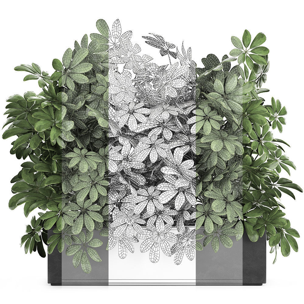 Decorative Schefflera in flowerpots 767 3D model_5