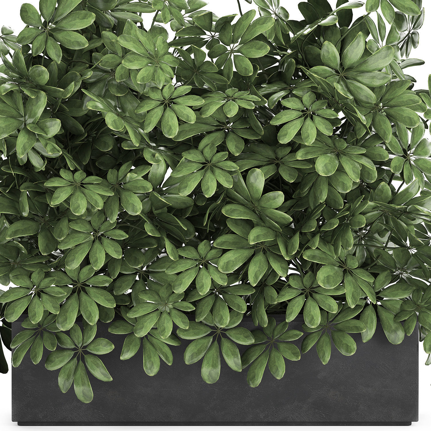 Decorative Schefflera in flowerpots 767 3D model_4