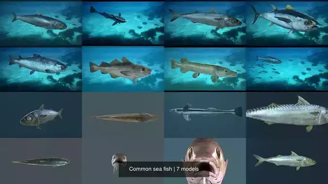 Common sea fish 3D Model Collection